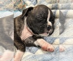 Small Photo #42 Boxer Puppy For Sale in RALEIGH, NC, USA