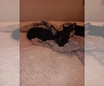 Small Photo #10 Chihuahua Puppy For Sale in PHILADELPHIA, PA, USA