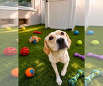 Small #3 Labrador Retriever Mix