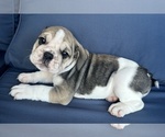 Small Photo #79 English Bulldog Puppy For Sale in WEEKI WACHEE, FL, USA