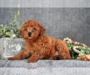 Medium Poodle (Miniature)