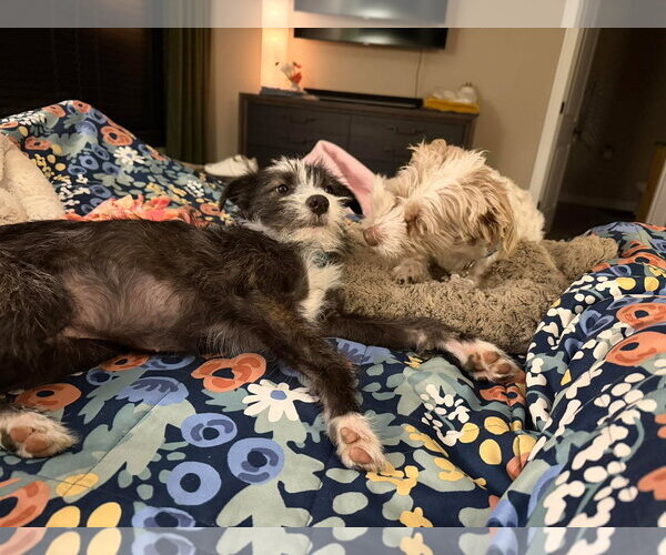 Medium Photo #7 Mutt Puppy For Sale in Minneapolis, MN, USA