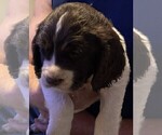 Puppy Thor English Springer Spaniel