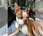StormFly - Female Boston Terrier Puppy for Sale - Photo #7