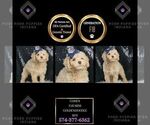 Puppy Cohen F1B Goldendoodle (Miniature)