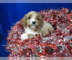 Puppy 6 Cavapoo