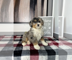 Bernedoodle (Miniature) Puppy for sale in FRANKLIN, IN, USA