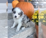 Small Photo #3 Australian Shepherd Puppy For Sale in LODA, IL, USA