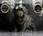 Puppy Loverboy AKC Poodle (Miniature)