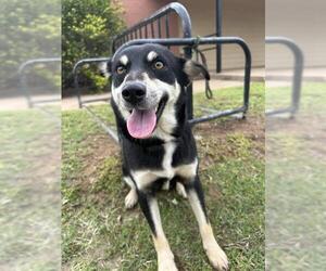 Alaskan Klee Kai-Unknown Mix Dogs for adoption in Oklahoma City, OK, USA
