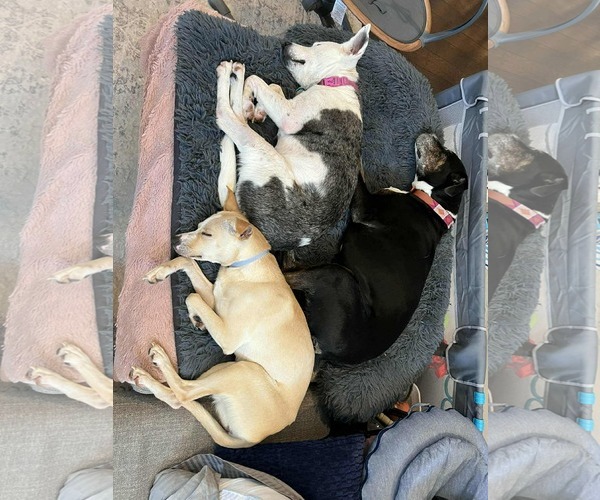 Medium Photo #6 Jack-A-Bee Puppy For Sale in Princeton, MN, USA