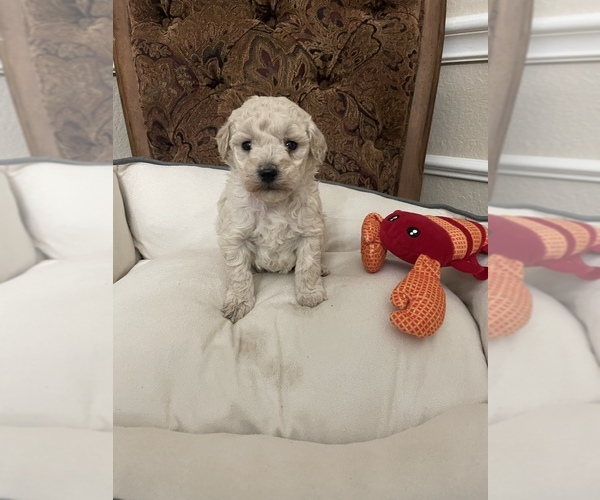 Medium Photo #1 Poodle (Toy) Puppy For Sale in PLANO, TX, USA