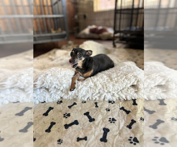 Medium Photo #3 Chihuahua Puppy For Sale in San Diego , CA, USA