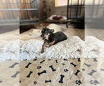Small #2 Chihuahua