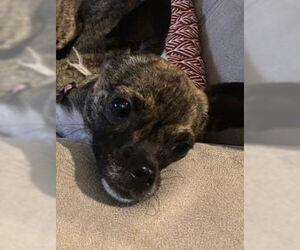 Chihuahua-Unknown Mix Dogs for adoption in Monkton, MD, USA