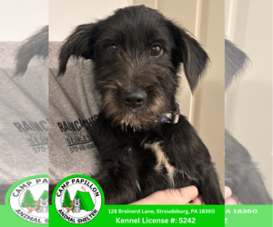 Mutt Dogs for adoption in Stroudsburg, PA, USA