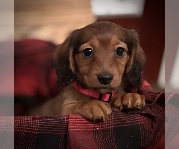 Medium Photo #5 Dachshund Puppy For Sale in WILLIAMSBURG, VA, USA
