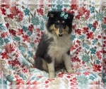 Small #12 Collie