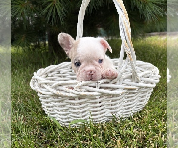 Medium Photo #3 French Bulldog Puppy For Sale in MIDDLEBURY, IN, USA