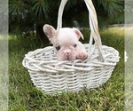 Small #2 French Bulldog