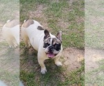 Small Photo #1 French Bulldog Puppy For Sale in FOREST HILLS, GA, USA