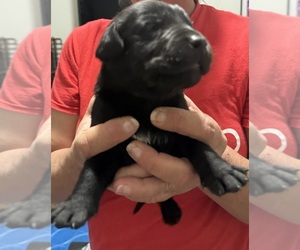 Labrador Retriever Puppy for sale in OSYKA, MS, USA