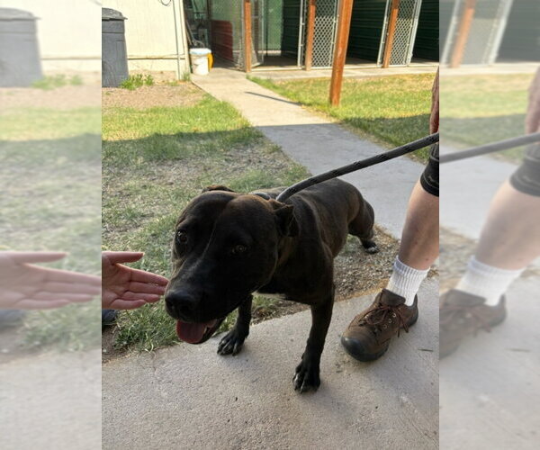 Medium Photo #18 Mutt Puppy For Sale in Monte Vista, CO, USA