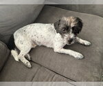 Small #3 Maltese Mix