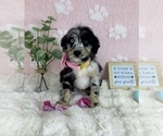 Small #2 Bernedoodle (Miniature)