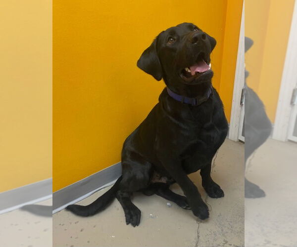 Medium Photo #4 Labrador Retriever Puppy For Sale in Bryant, AR, USA