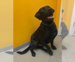 Small #3 Labrador Retriever
