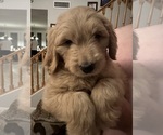 Puppy Ginny Goldendoodle