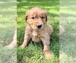 Small #3 Golden Retriever
