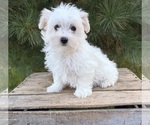 Gus - Male Maltese Puppy for Sale - Photo #2