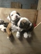 Small Photo #13 American Bulldog Puppy For Sale in YAKIMA, WA, USA