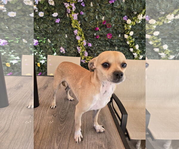Medium Photo #5 Chihuahua Puppy For Sale in Sandy, UT, USA