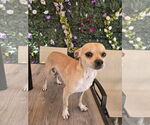 Small #4 Chihuahua