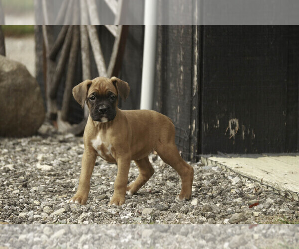 Medium Photo #8 Boxer Puppy For Sale in SHIPSHEWANA, IN, USA