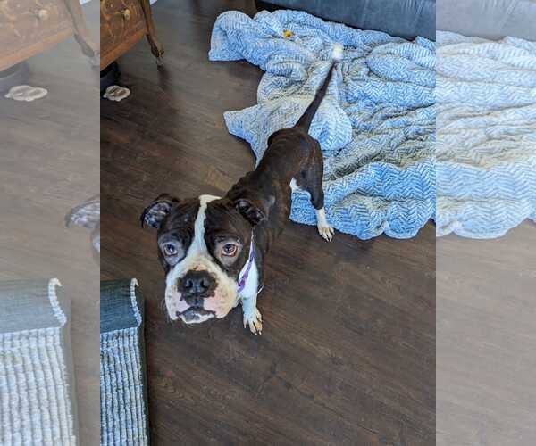 Medium Photo #18 Boxer Puppy For Sale in Burnsville, MN, USA