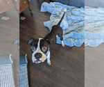 Small #17 Boxer