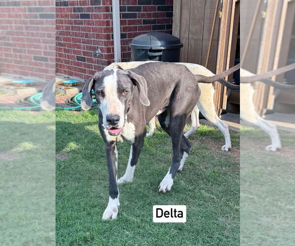 Medium Photo #3 Great Dane Puppy For Sale in Bullard, TX, USA