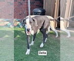 Small #2 Great Dane