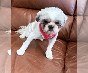 Shih Tzu Dogs for adoption in Mundelein, IL, USA