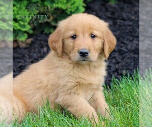 Golden Retriever Puppy for sale in LITITZ, PA, USA