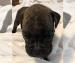 Small #6 Boxer