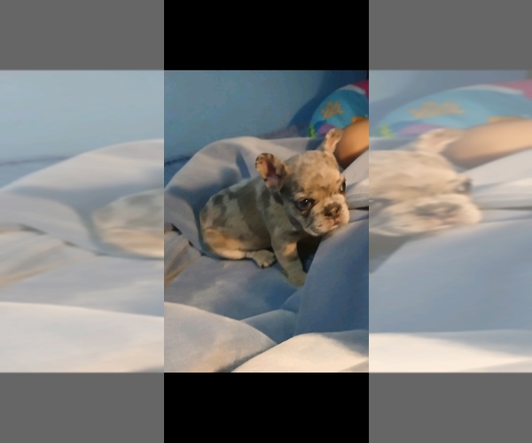 Medium Photo #6 French Bulldog Puppy For Sale in HAMILTON, OH, USA