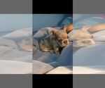 Small #5 French Bulldog