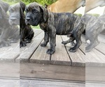 Puppy Turquoise Cane Corso