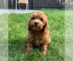 Image preview for Ad Listing. Nickname: Oliver