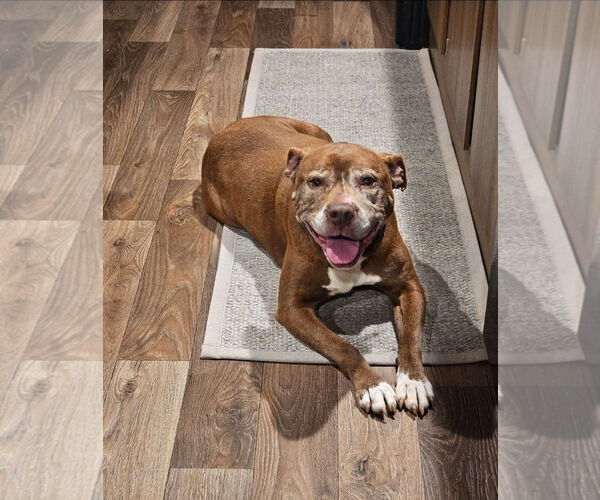 Medium Photo #1 Mutt Puppy For Sale in Blacksburg, SC, USA